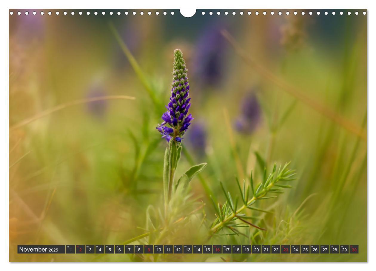 Bild: 9783383999376 | Makrowelt - Blumen und Insekten im Fokus (Wandkalender 2025 DIN A3...