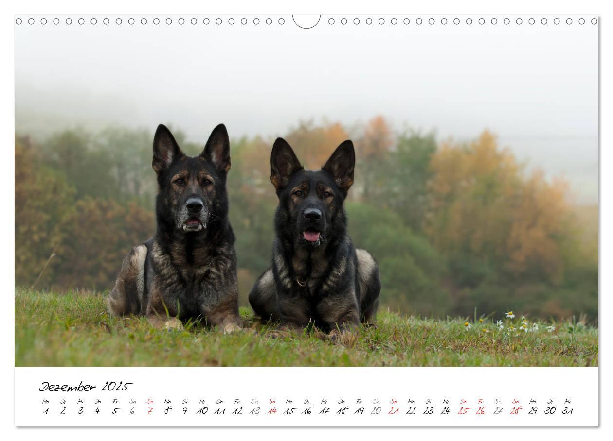 Bild: 9783435713554 | Der graue Deutsche Schäferhund (Wandkalender 2025 DIN A3 quer),...