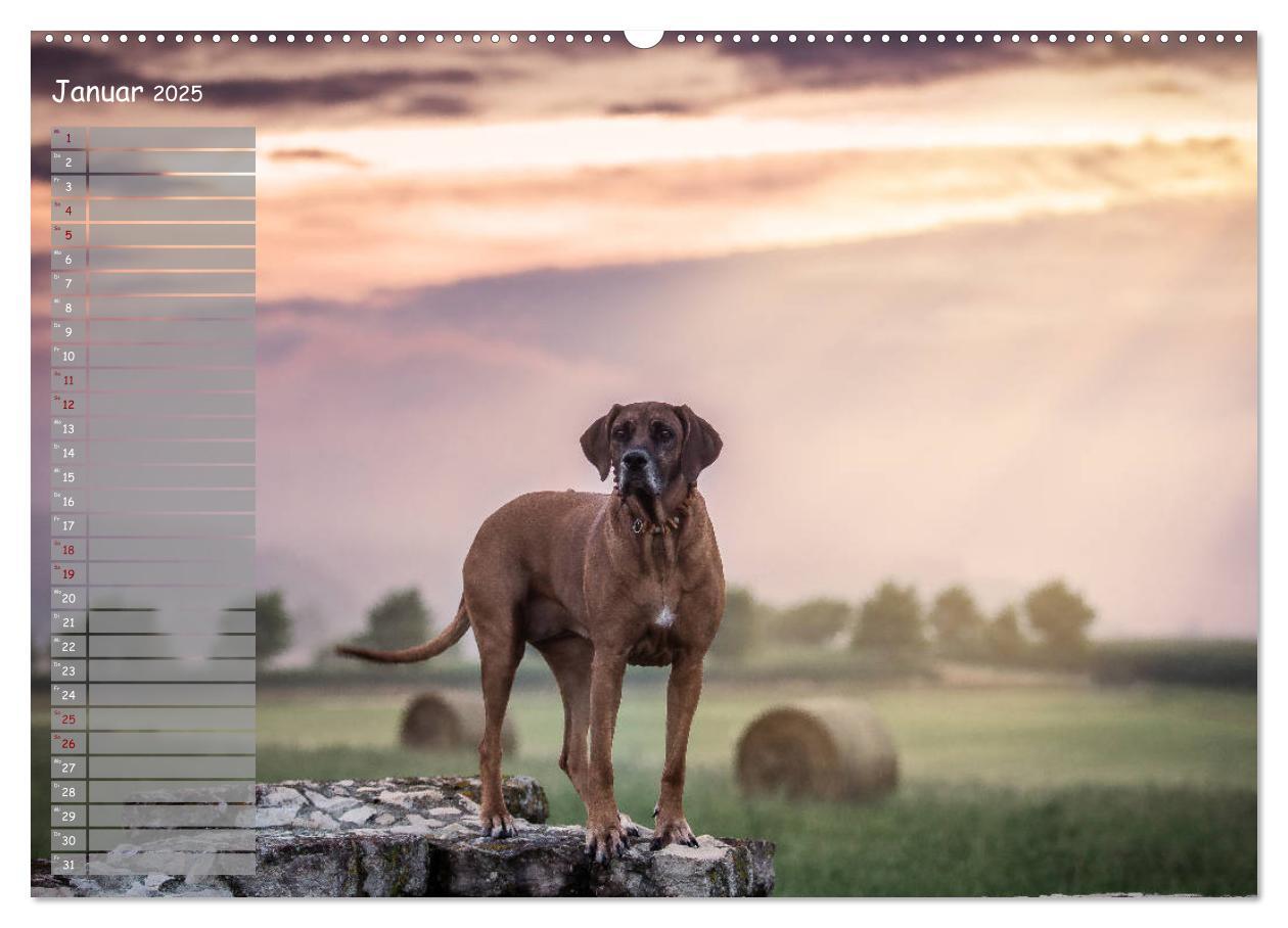 Bild: 9783435352449 | Rhodesian Ridgeback - Herzen auf vier Pfoten (hochwertiger Premium...