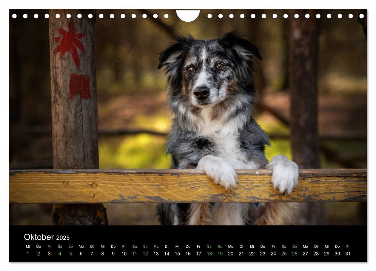 Bild: 9783435233502 | Australian Shepherd - Vielfalt in einer Rasse (Wandkalender 2025...