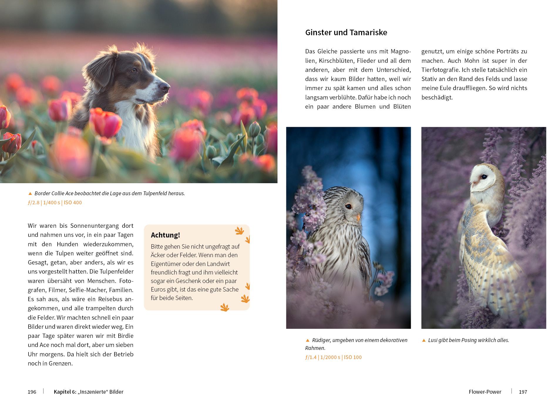 Bild: 9783832804220 | Tierische Momente fotografieren | Brandt Tanja | Buch | 328 S. | 2020