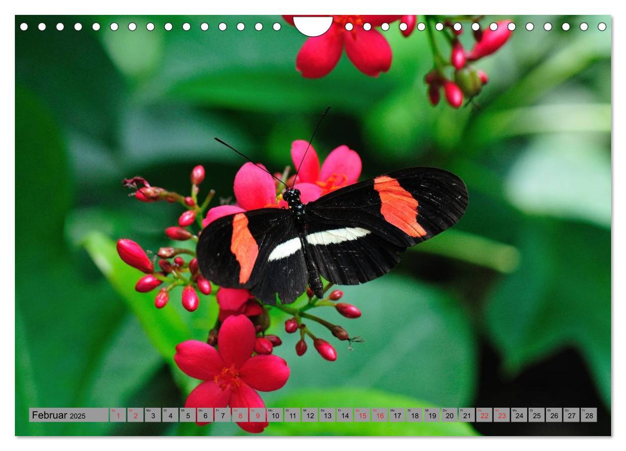 Bild: 9783435812813 | Butterfly's - Schmetterlinge für Zuhause (Wandkalender 2025 DIN A4...