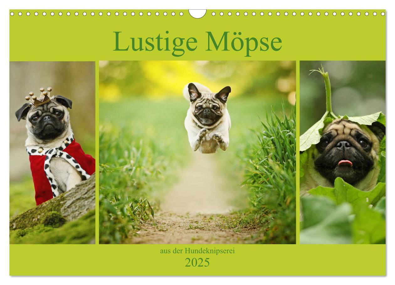 Cover: 9783435441600 | Lustige Möpse aus der Hundeknipserei (Wandkalender 2025 DIN A3...