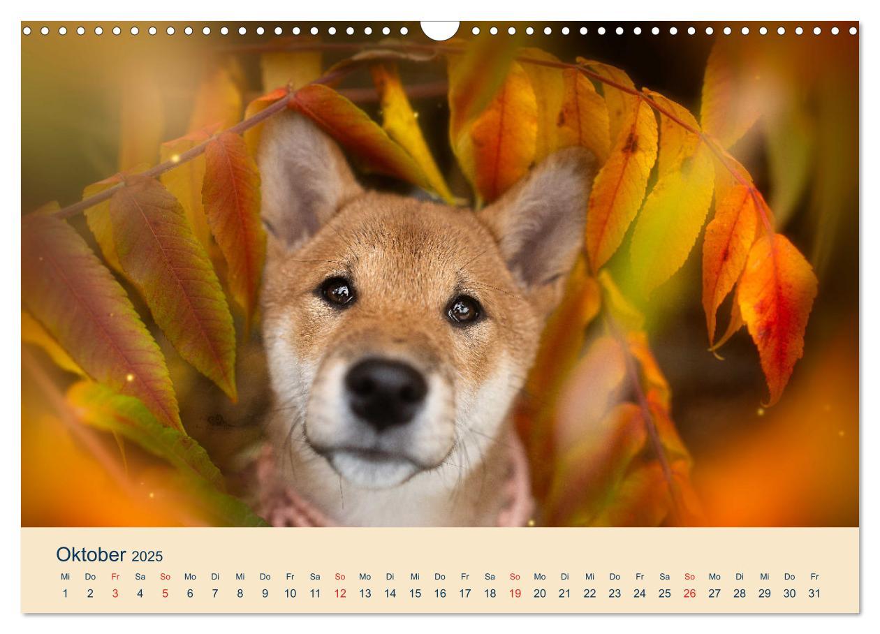 Bild: 9783457234143 | Shiba Inu - mutig, treu, selbstbewusst (Wandkalender 2025 DIN A3...