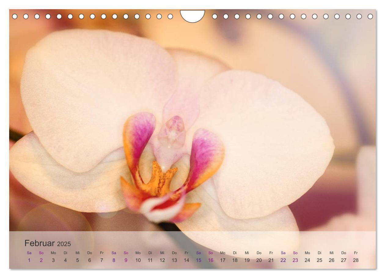 Bild: 9783435689750 | Phalaenopsis - die zauberhafte Welt der Orchideen (Wandkalender...