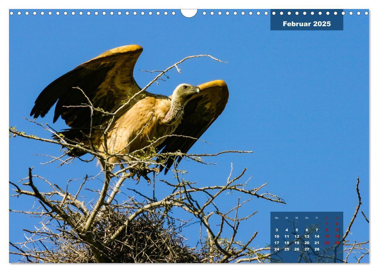 Bild: 9783435030613 | Die bunte Vogelwelt im Kruger National Park (Wandkalender 2025 DIN...