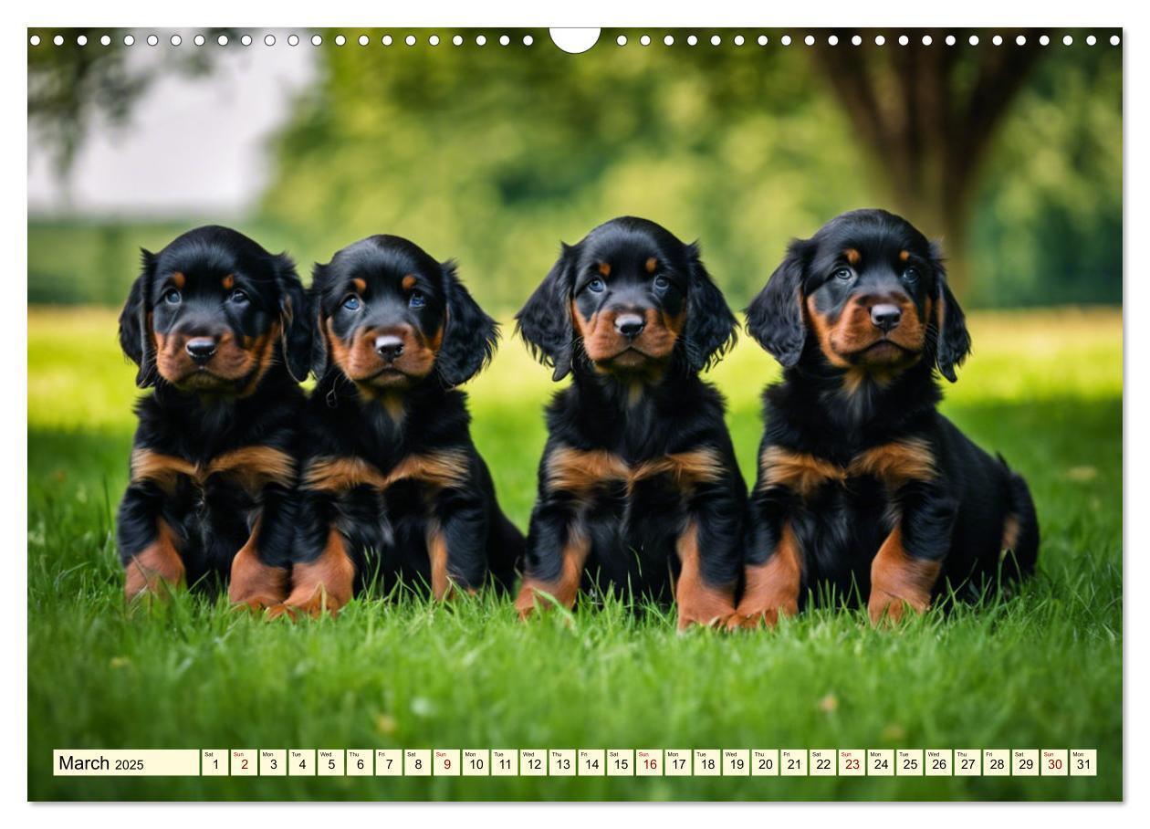 Bild: 9781325979608 | Gordon Setter - elegant powerhouse (Wall Calendar 2025 DIN A3...