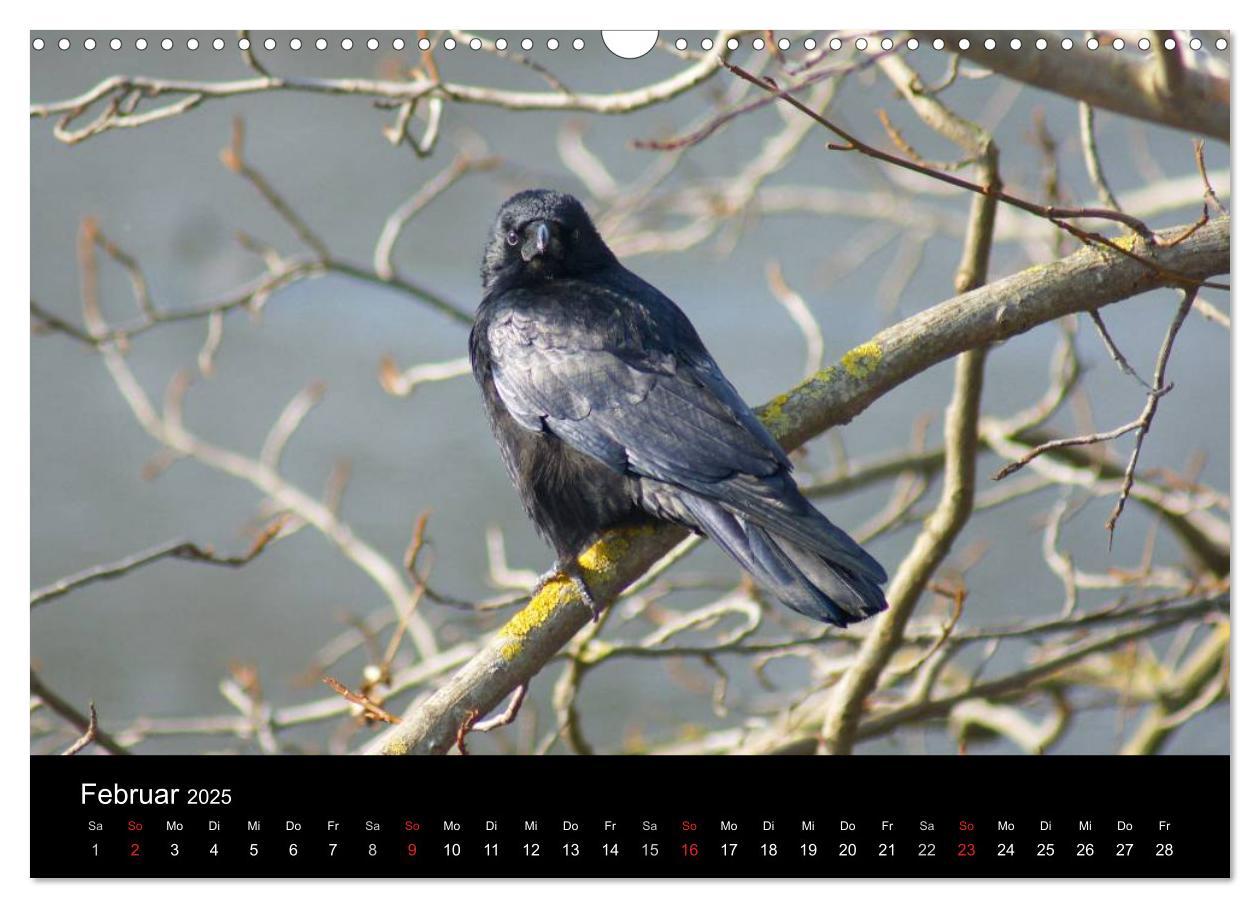 Bild: 9783435811373 | Das Leben der Rabenvögel (Wandkalender 2025 DIN A3 quer), CALVENDO...