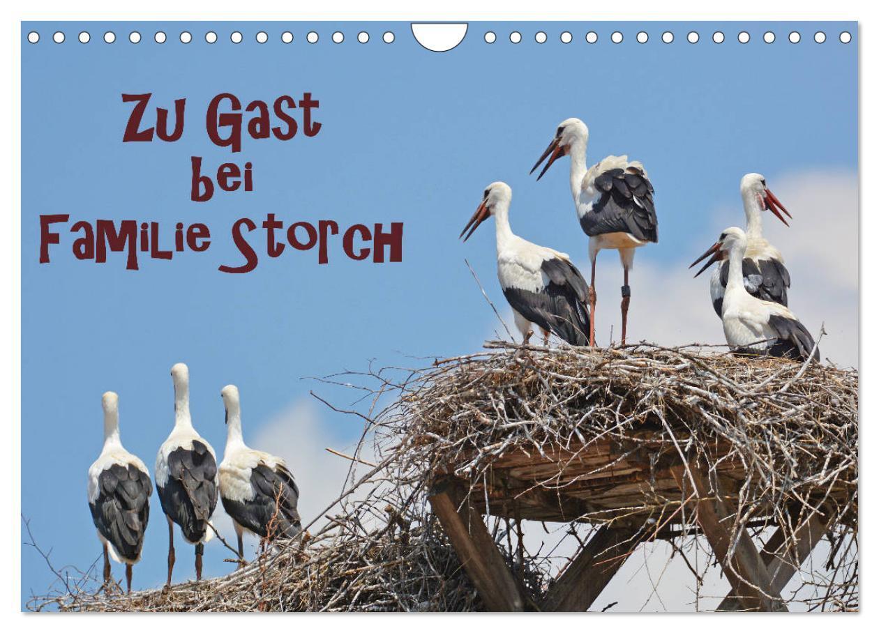 Cover: 9783435145720 | Zu Gast bei Familie Storch (Wandkalender 2025 DIN A4 quer),...