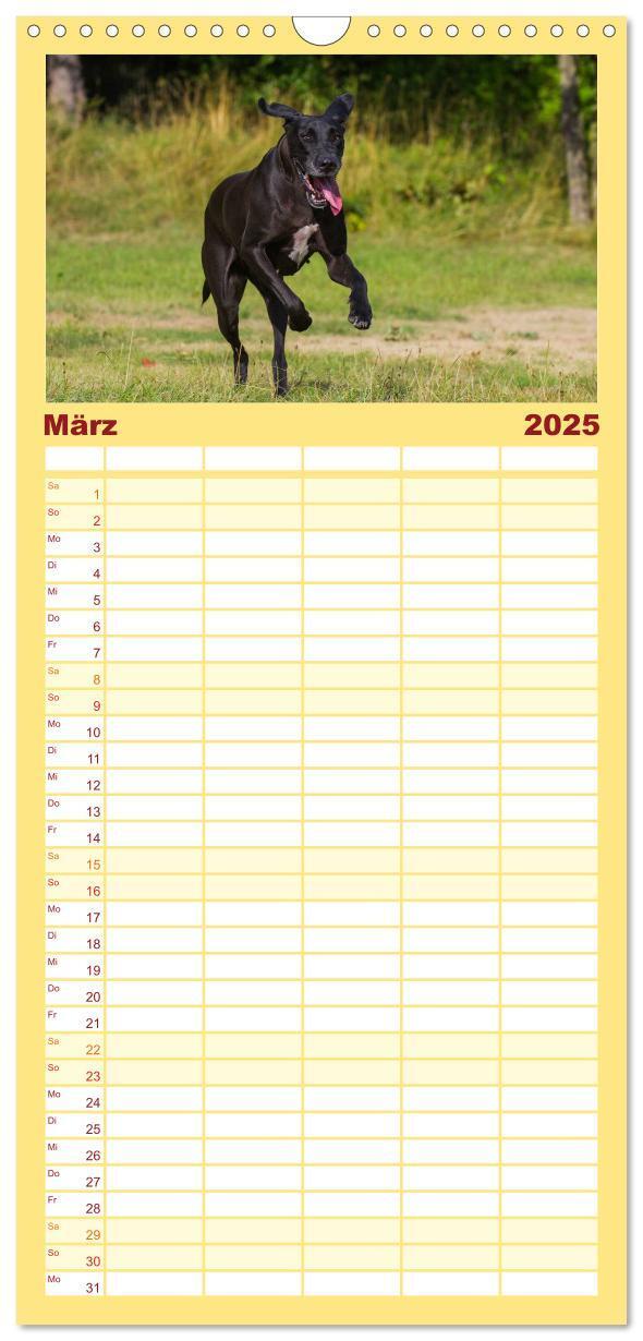 Bild: 9783457113523 | Familienplaner 2025 - Deutsche Dogge mit 5 Spalten (Wandkalender,...