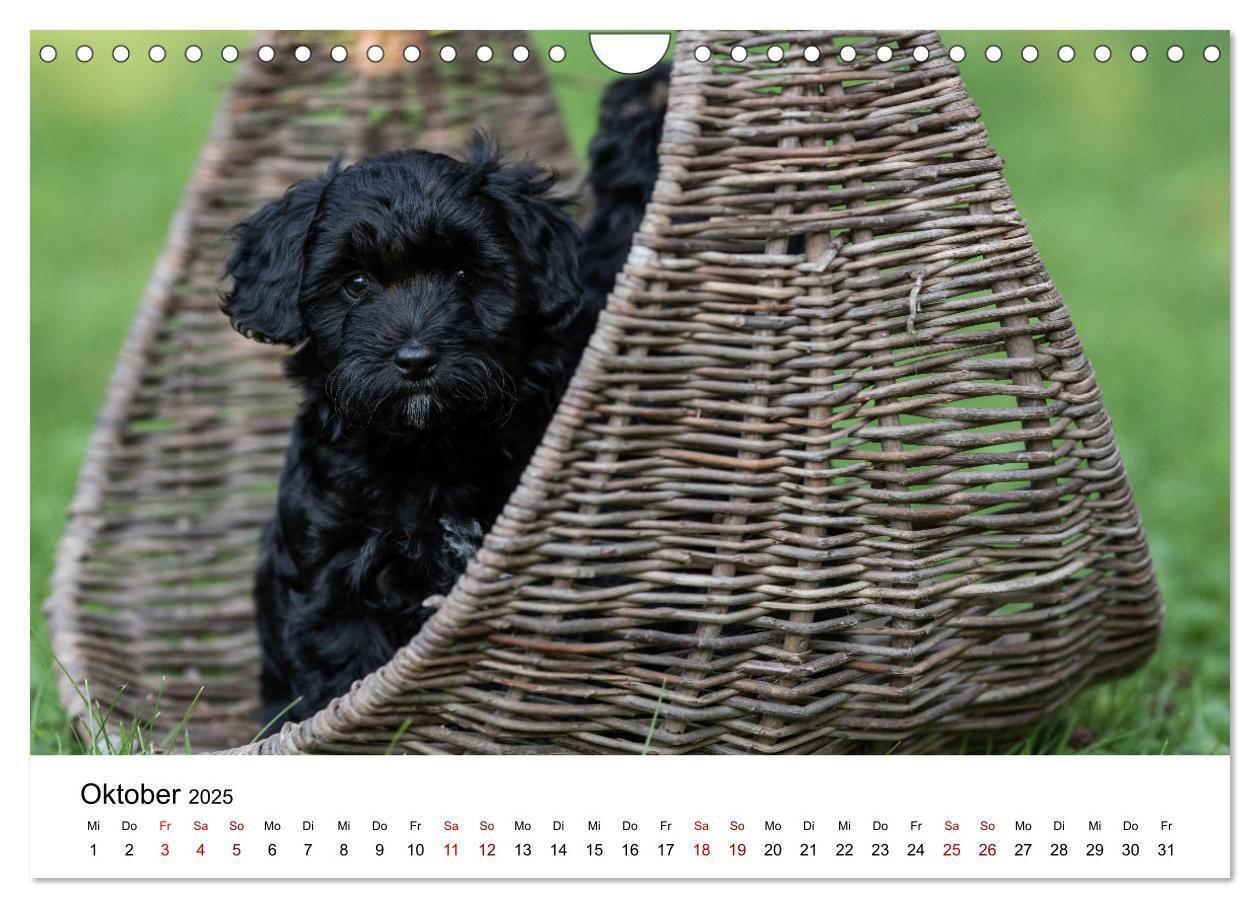 Bild: 9783435038350 | Maltipoo Welpen (Wandkalender 2025 DIN A4 quer), CALVENDO...