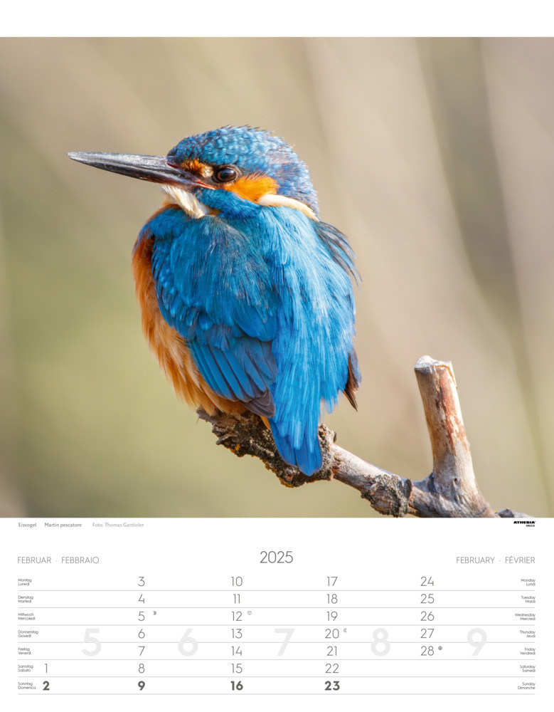 Bild: 9788868397449 | Tiere der Alpen - Kalender 2025 | Animali delle Alpi - Alpine animals