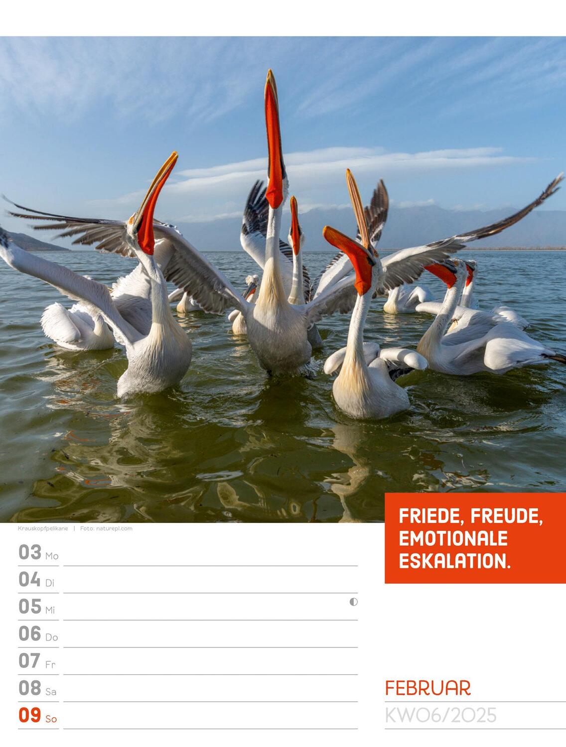 Bild: 9783838425962 | Tierisch! Sprüchekalender - Wochenplaner Kalender 2025 | Kunstverlag