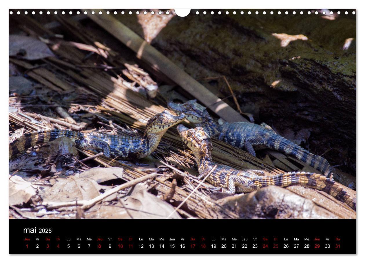 Bild: 9781325937059 | Costa Rica Paradis de la Biodiversité (Calendrier mural 2025 DIN A3...