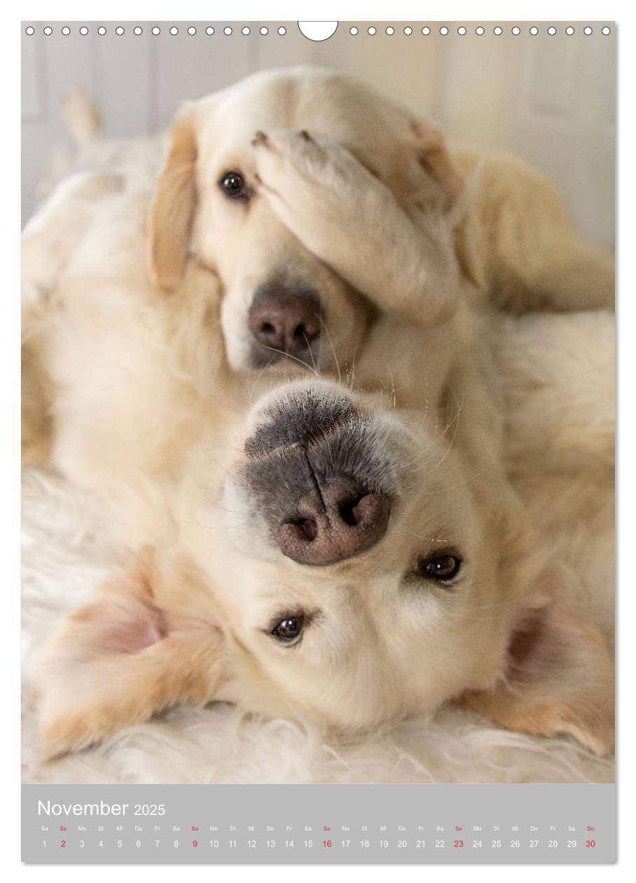 Bild: 9783435947713 | Grace und Cuba - Zwei liebenswerte Golden Retriever (Wandkalender...