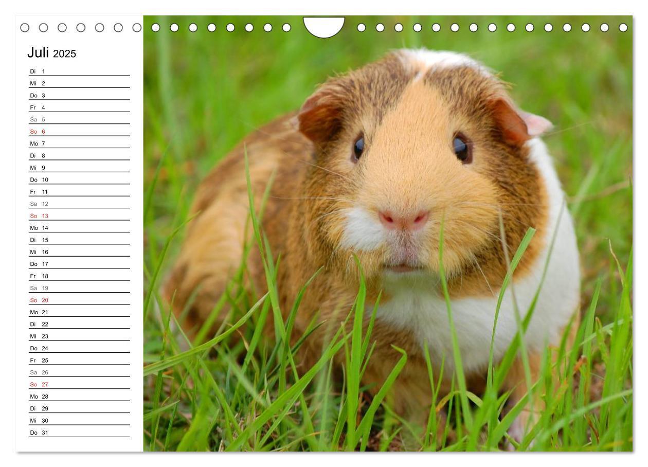 Bild: 9783435719686 | Meerschweinchen Niedliche Herzensbrecher (Wandkalender 2025 DIN A4...