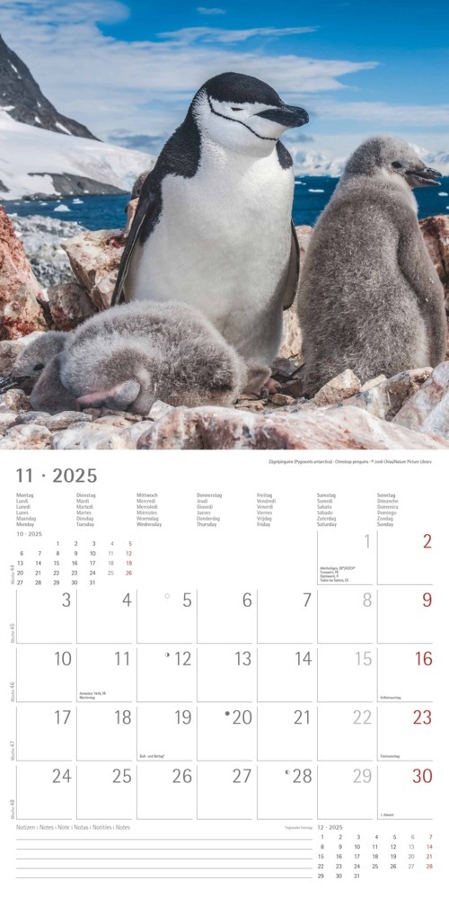 Bild: 4251732343101 | Alpha Edition - Pinguine 2025 Broschürenkalender, 30x30cm,...