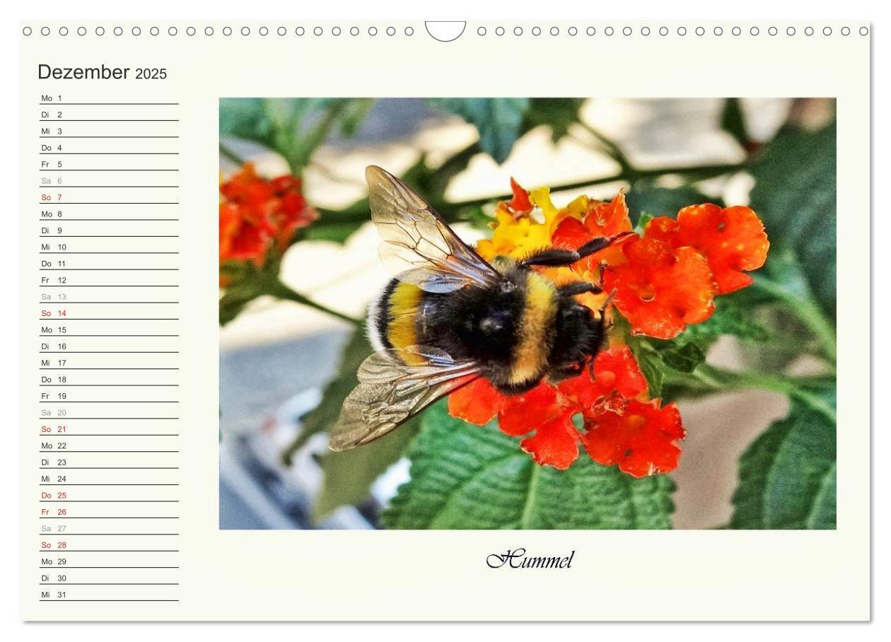 Bild: 9783435521821 | Blaue Holzbiene ¿ Hummel ¿ und Taubenschwänzchen. (Wandkalender...