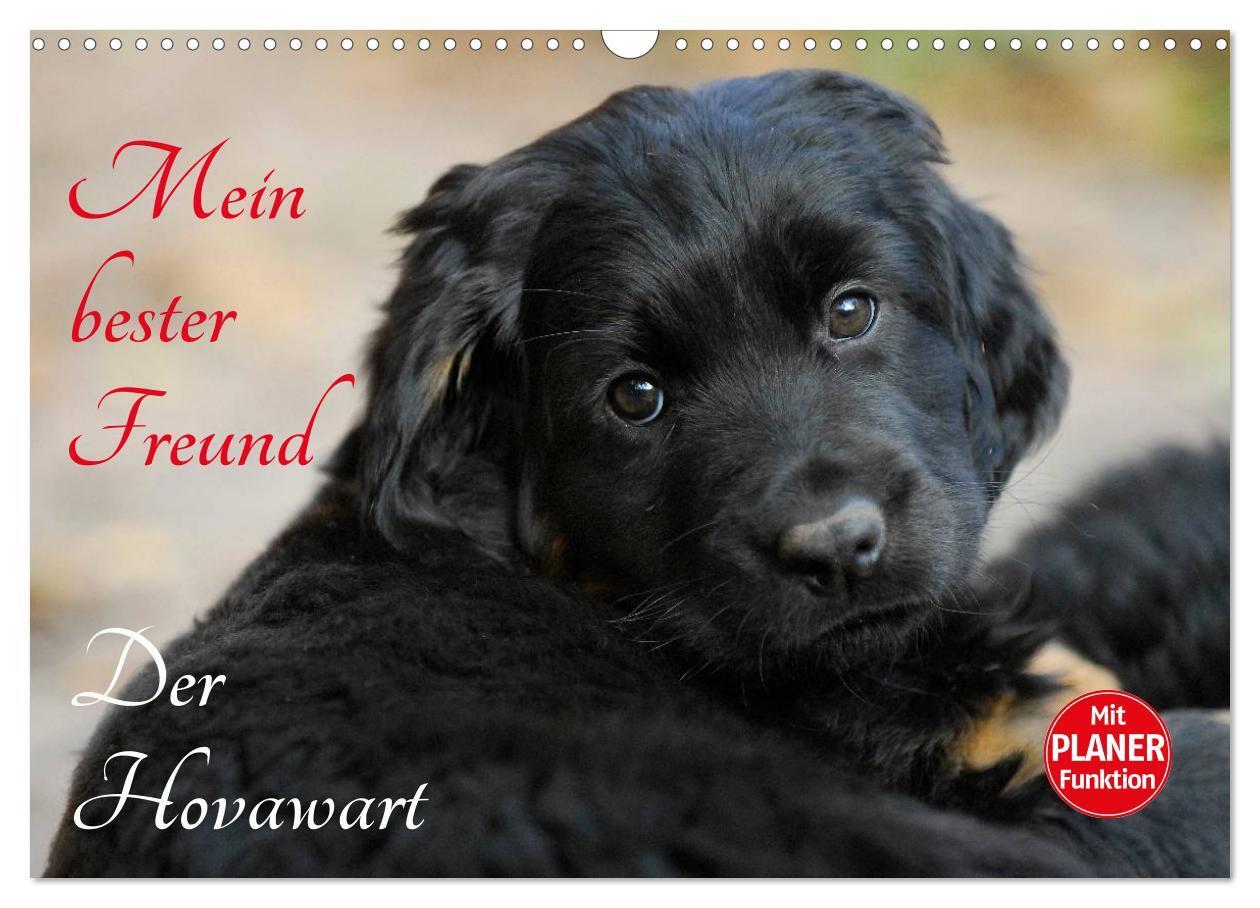 Cover: 9783435545247 | Mein bester Freund - Der Hovawart (Wandkalender 2025 DIN A3 quer),...