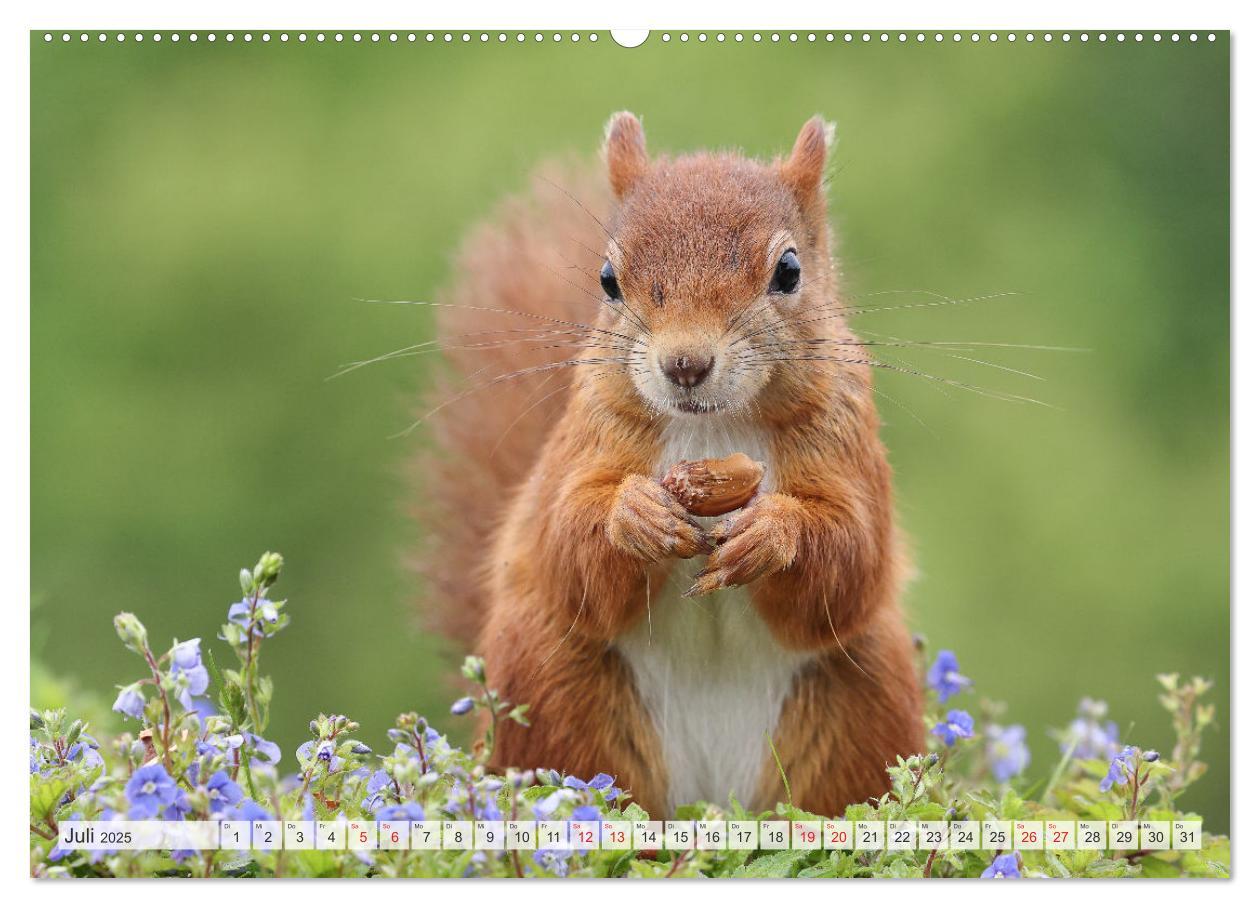 Bild: 9783435566006 | Besondere Augenblicke mit Eichhörnchen (Wandkalender 2025 DIN A2...