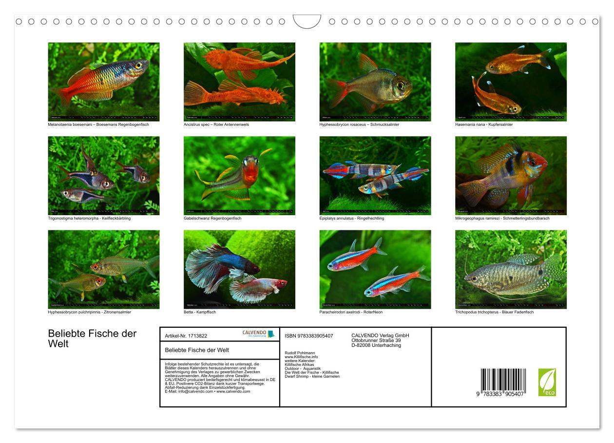 Bild: 9783383905407 | Beliebte Fische der Welt (Wandkalender 2025 DIN A3 quer), CALVENDO...