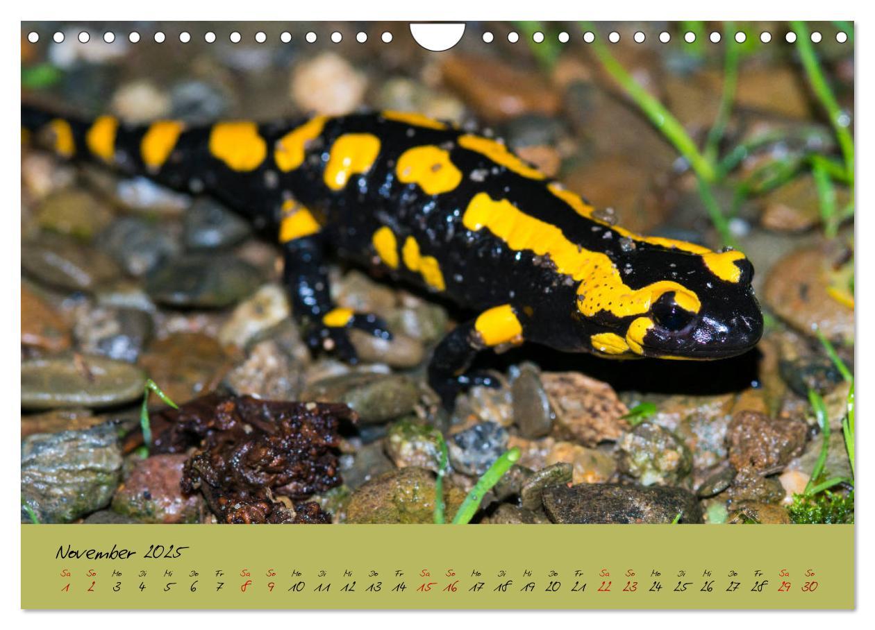 Bild: 9783435173228 | Feuersalamander - Liebenswerte Heimlichtuer (Wandkalender 2025 DIN...