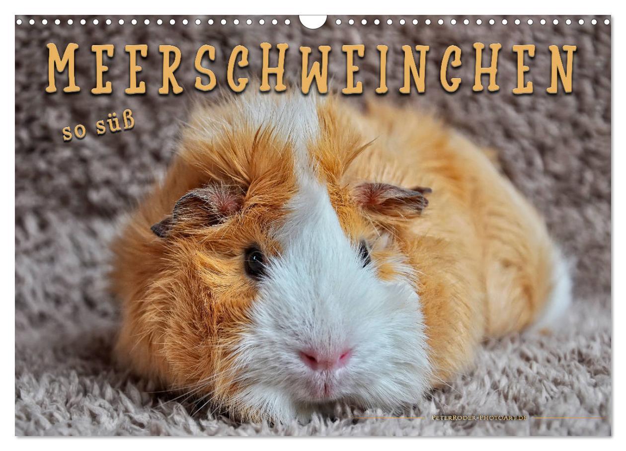 Cover: 9783435364930 | Meerschweinchen - so süß (Wandkalender 2025 DIN A3 quer), CALVENDO...