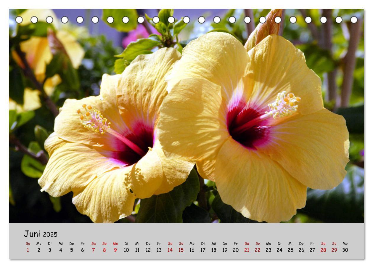 Bild: 9783435227211 | Blumen überall, zur Freude Menschen (Tischkalender 2025 DIN A5...