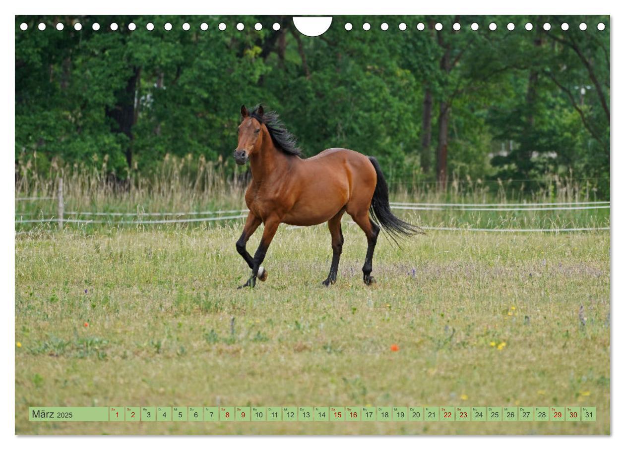 Bild: 9783383946257 | Faszination Trakehner (Wandkalender 2025 DIN A4 quer), CALVENDO...