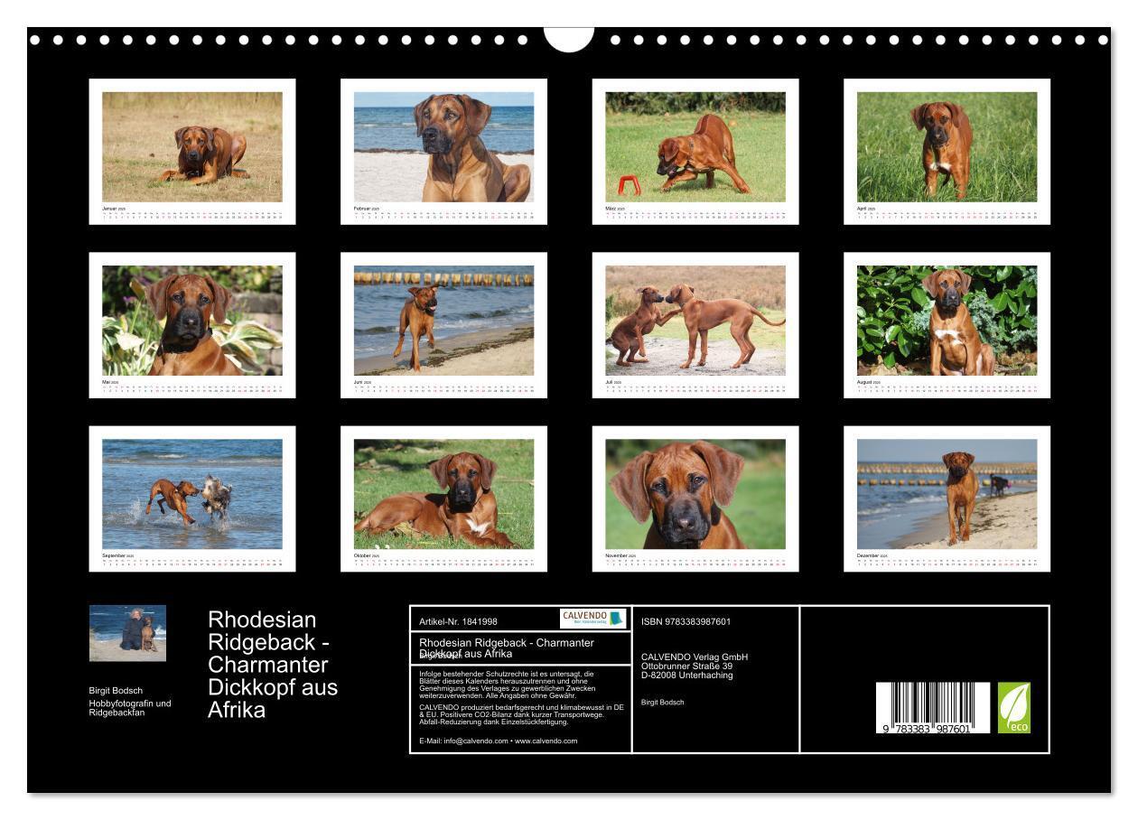 Bild: 9783383987601 | Rhodesian Ridgeback - Charmanter Dickkopf aus Afrika (Wandkalender...