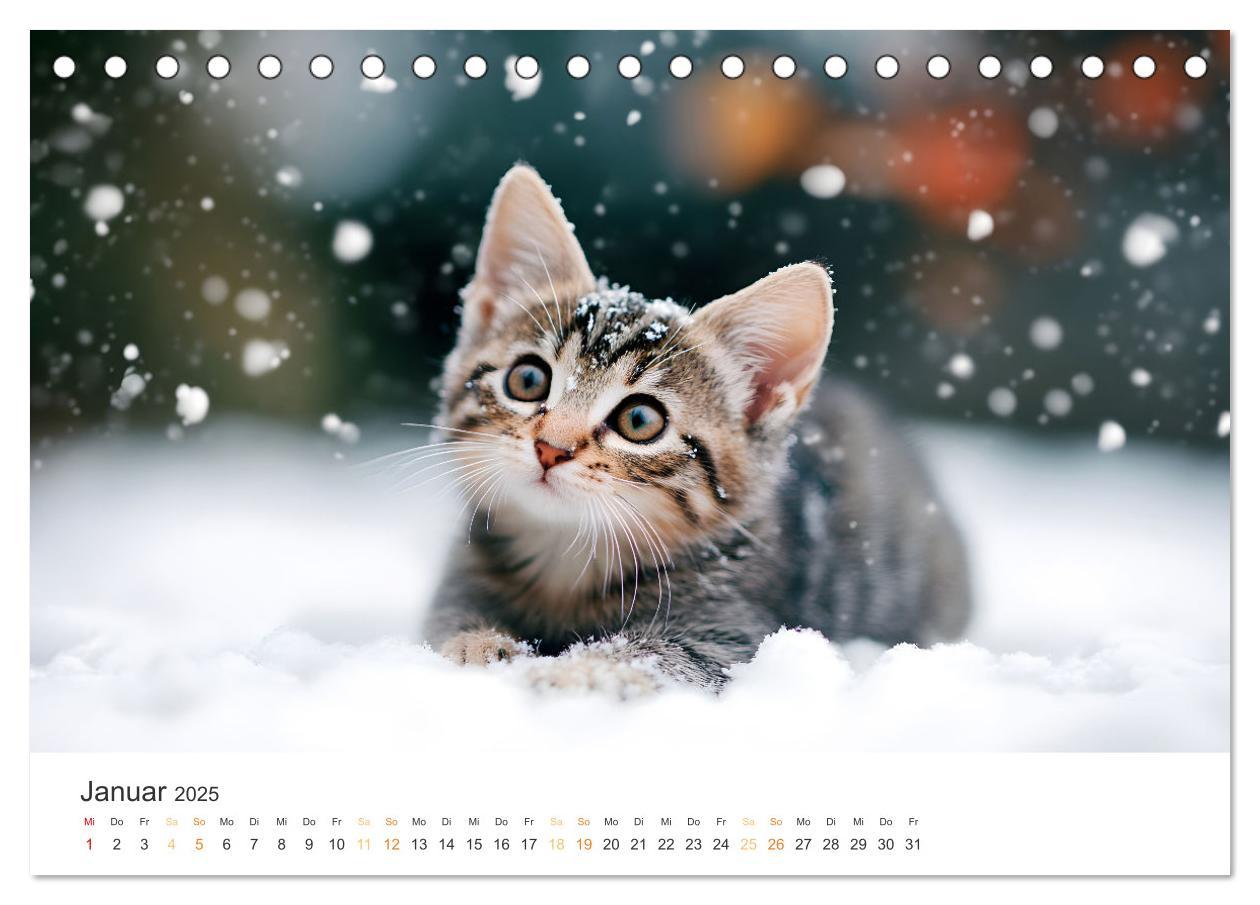 Bild: 9783457203897 | Katzen - sanfte Schönheiten (Tischkalender 2025 DIN A5 quer),...