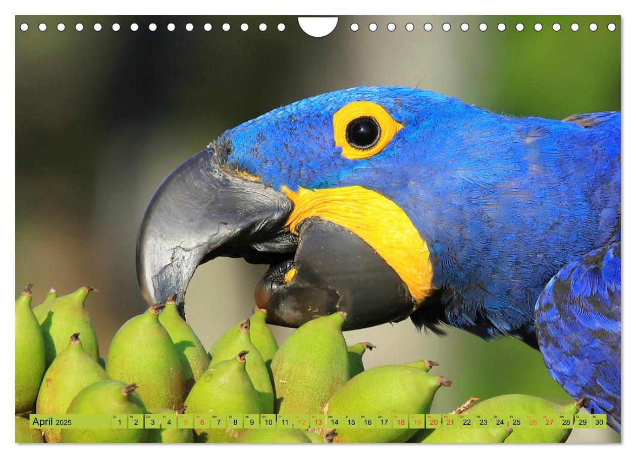 Bild: 9783435263196 | Aras im Pantanal (Wandkalender 2025 DIN A4 quer), CALVENDO...