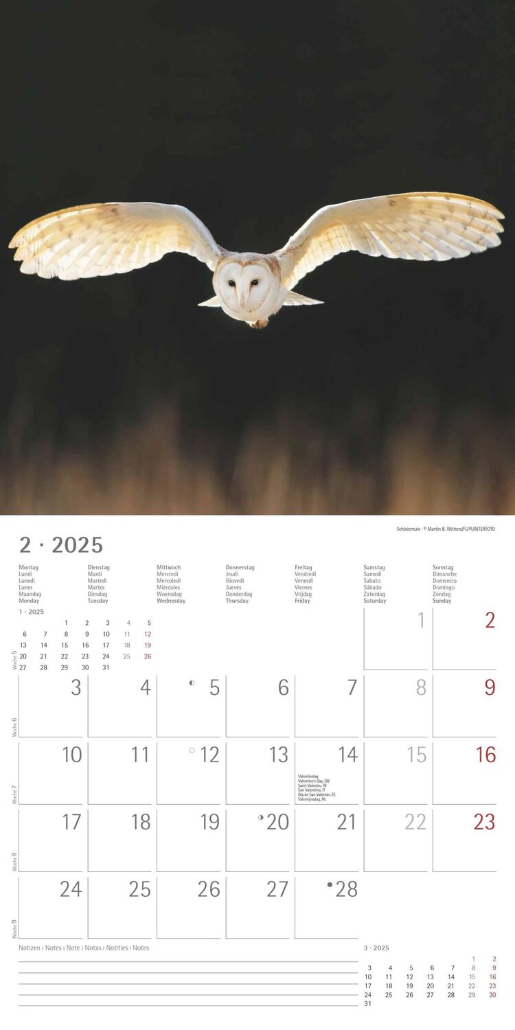 Bild: 4251732340735 | Eulen 2025 - Broschürenkalender 30x30 cm (30x60 geöffnet) -...