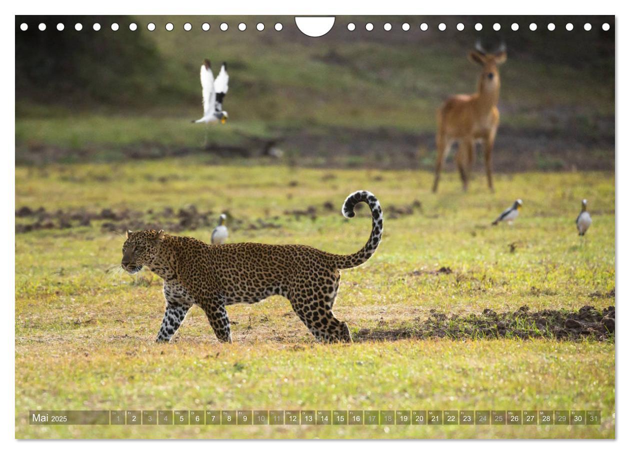 Bild: 9783435399192 | Abenteuer Sambia (Wandkalender 2025 DIN A4 quer), CALVENDO...