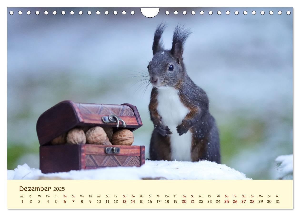 Bild: 9783435063383 | Eichhörnchen - zauberhaft verspielt (Wandkalender 2025 DIN A4...