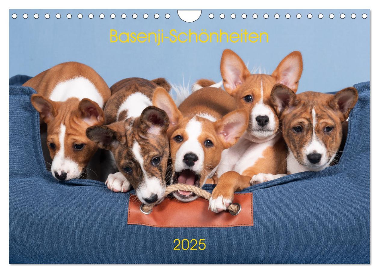 Cover: 9783383845758 | Basenji-Schönheiten (Wandkalender 2025 DIN A4 quer), CALVENDO...