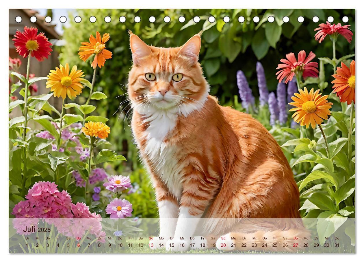 Bild: 9783383817885 | Rote Katzen (Tischkalender 2025 DIN A5 quer), CALVENDO Monatskalender