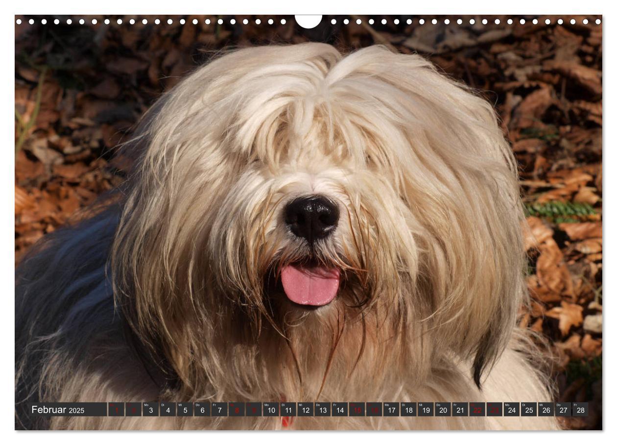 Bild: 9783435261116 | Tibet-Terrier - Eine Hunderasse mit Charakter (Wandkalender 2025...