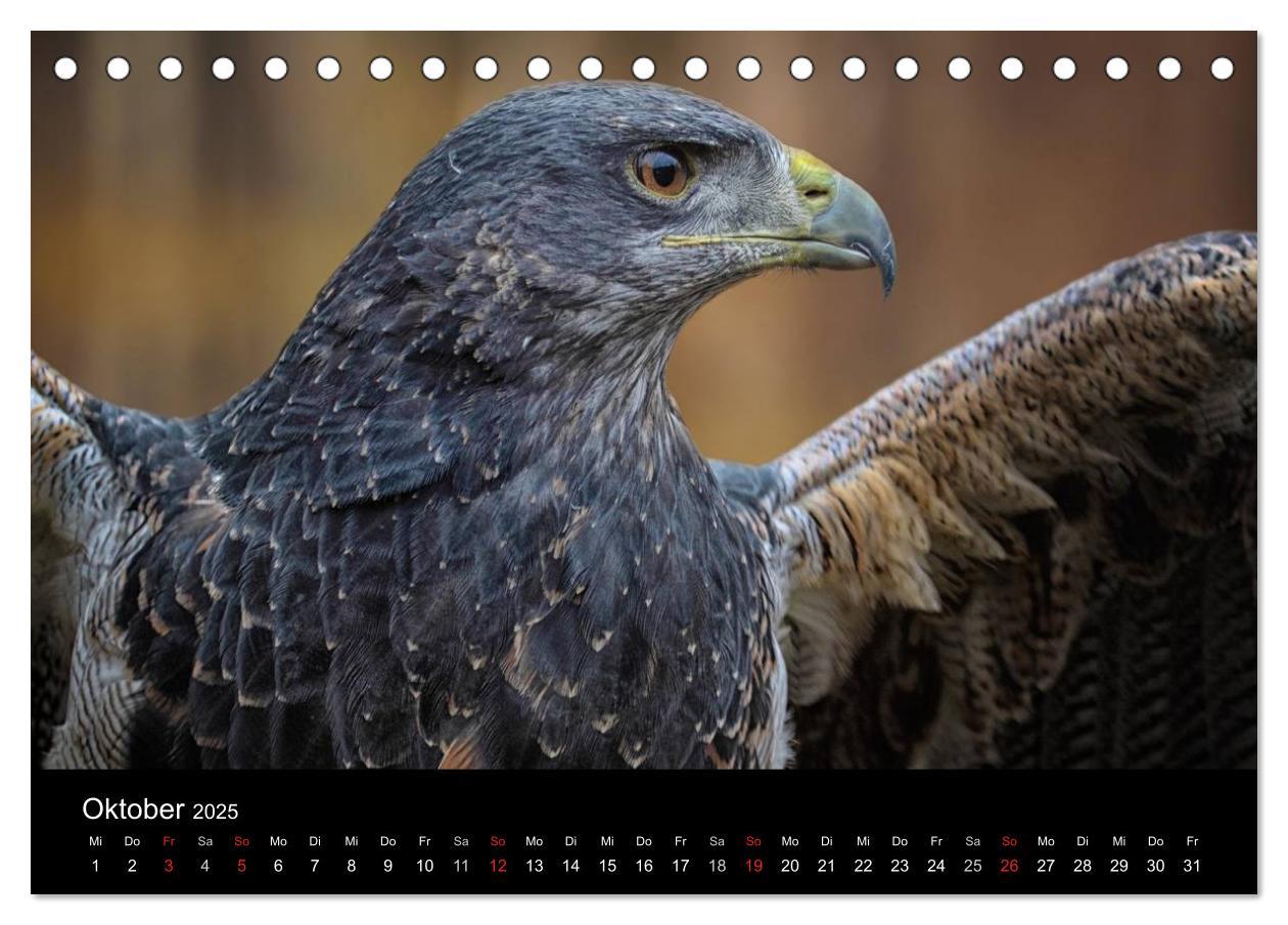 Bild: 9783435748020 | Raubvögel zum Greifen nahe (Tischkalender 2025 DIN A5 quer),...