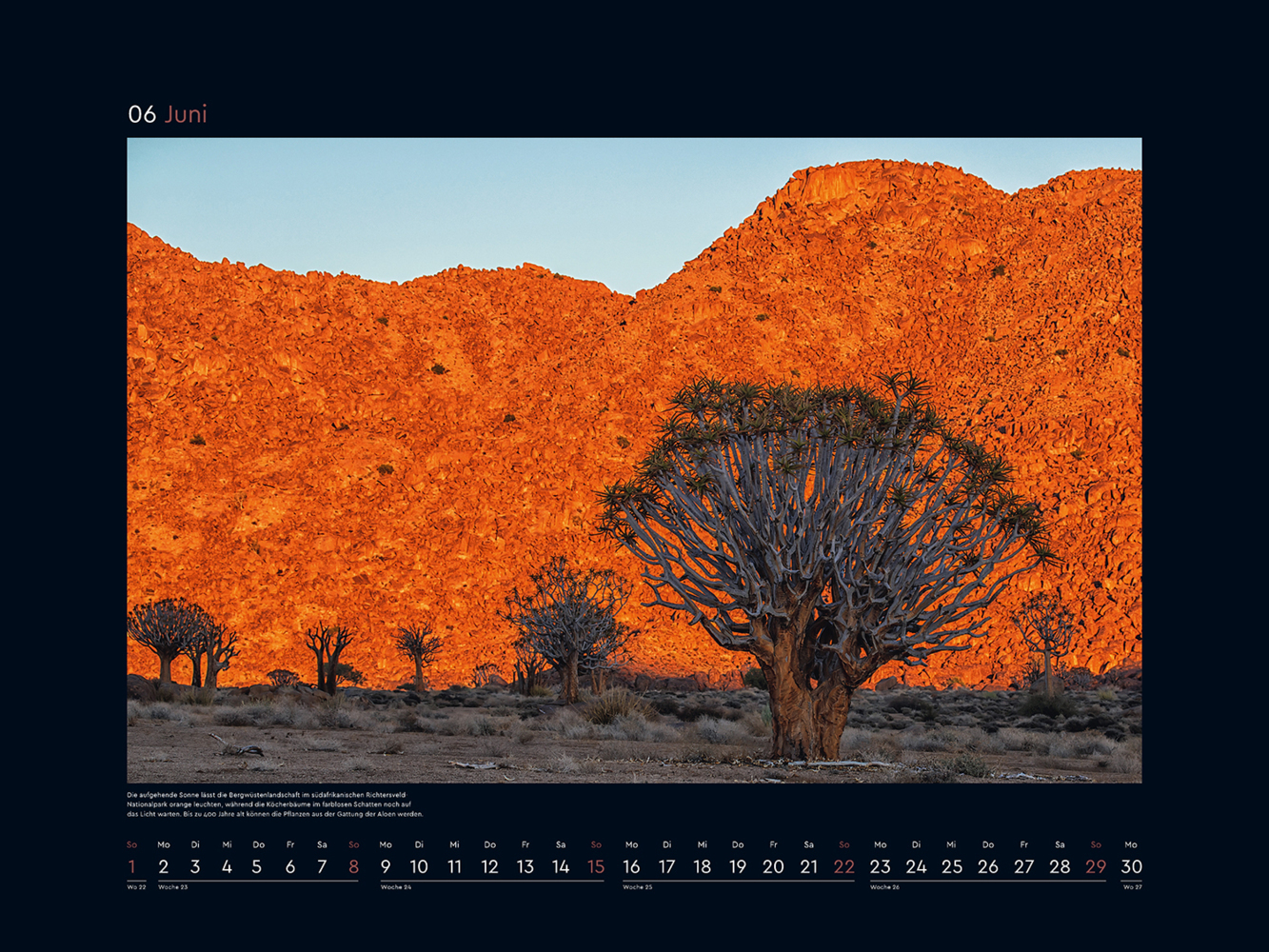 Bild: 9783965913349 | Alte Bäume, Sinnbilder des Lebens - KUNTH Wandkalender 2025 | Kalender