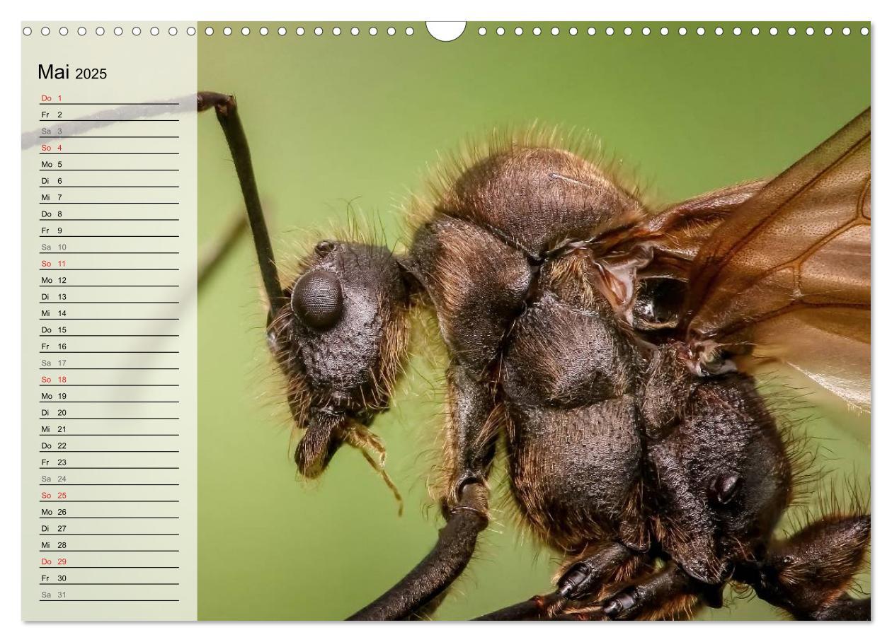 Bild: 9783435488971 | Die geheimnisvolle Welt der Insekten (Wandkalender 2025 DIN A3...