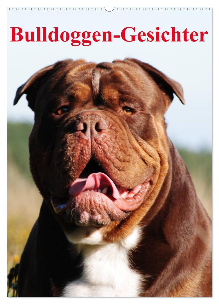 Cover: 9783457070079 | Bulldoggen-Gesichter (Wandkalender 2025 DIN A2 hoch), CALVENDO...