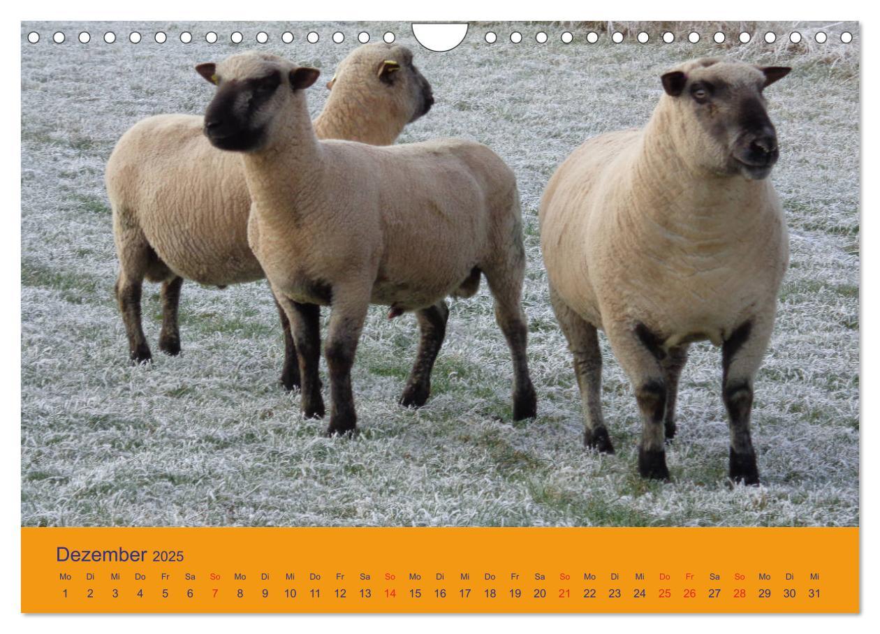 Bild: 9783435249985 | Shropshire Schafe (Wandkalender 2025 DIN A4 quer), CALVENDO...