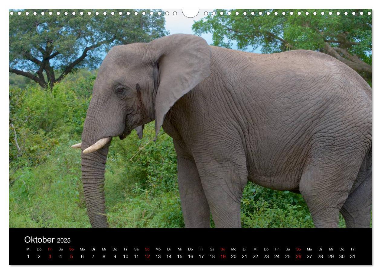 Bild: 9783435768967 | Krüger Nationalpark - Kalender 2025 (Wandkalender 2025 DIN A3...