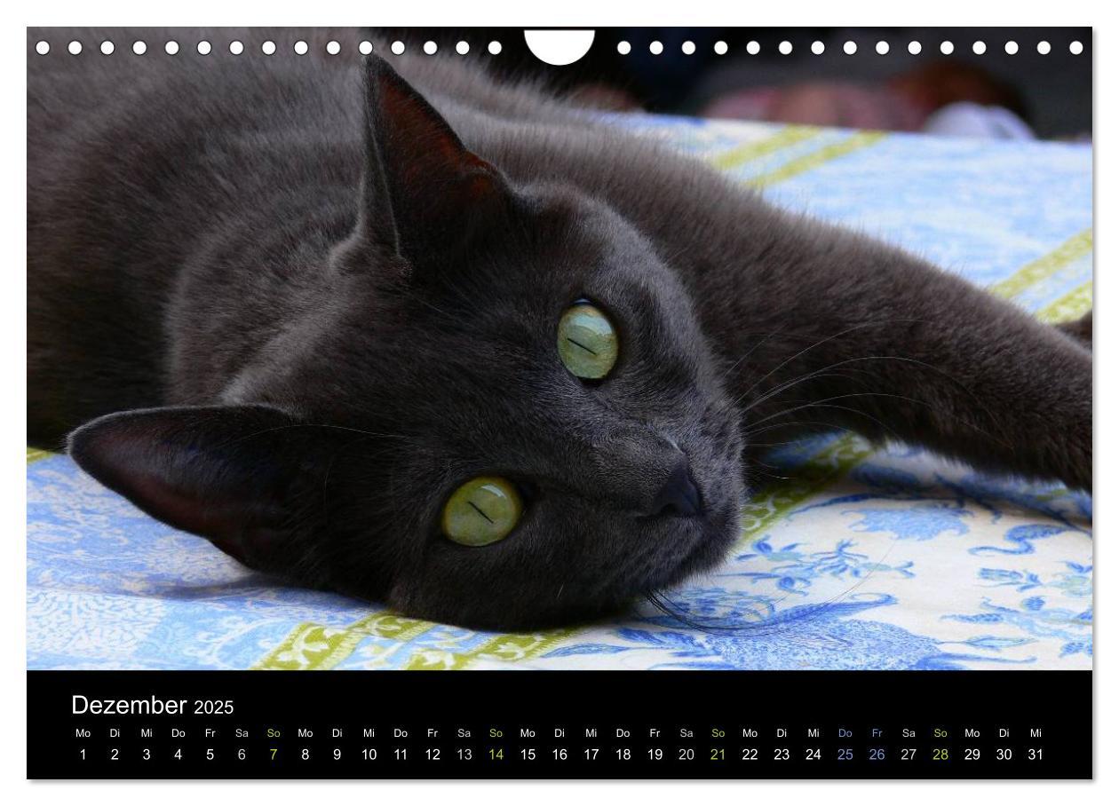 Bild: 9783435684069 | Katzensprung (Wandkalender 2025 DIN A4 quer), CALVENDO Monatskalender