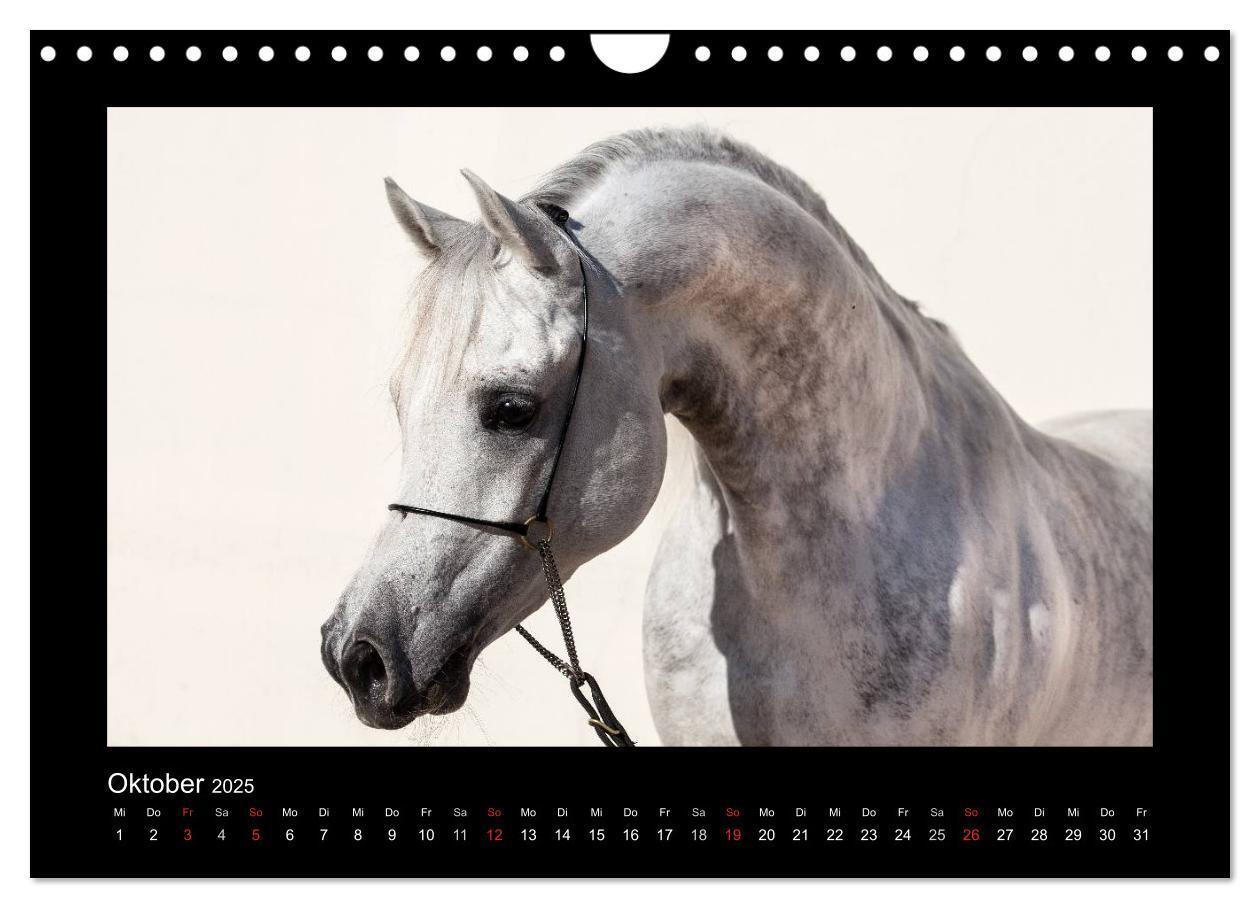 Bild: 9783435789719 | Vollblutaraber (Wandkalender 2025 DIN A4 quer), CALVENDO...