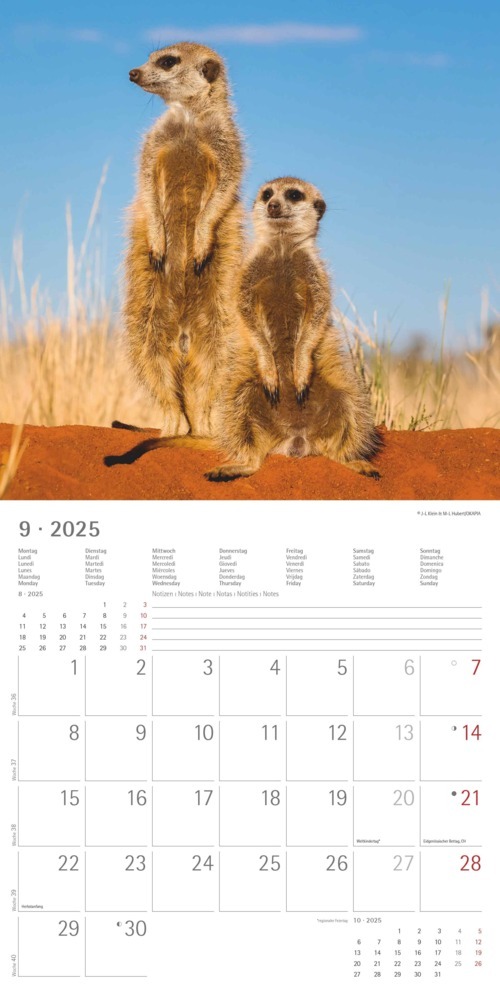 Bild: 4251732340742 | Alpha Edition - Erdmännchen 2025 Broschürenkalender, 30x30cm,...