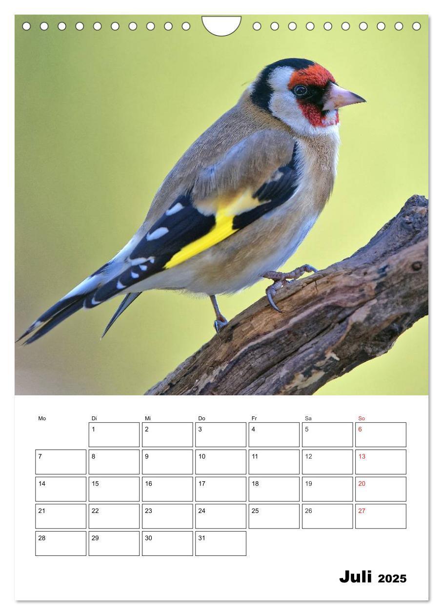 Bild: 9783457024195 | Bezaubernde Vögel im heimischen Garten (Wandkalender 2025 DIN A4...