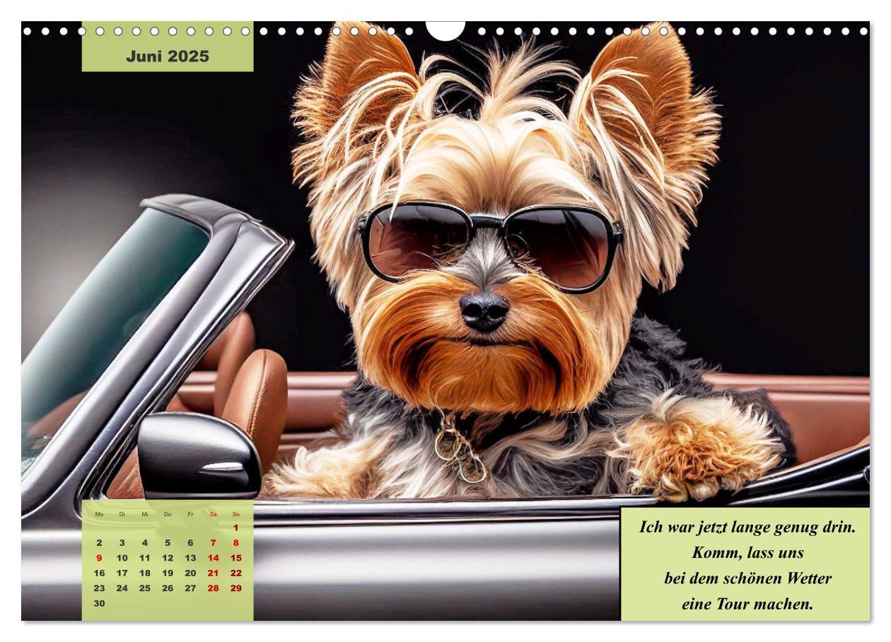 Bild: 9783383920219 | Der humoristische Yorkshire Terrier Kalender (Wandkalender 2025 DIN...