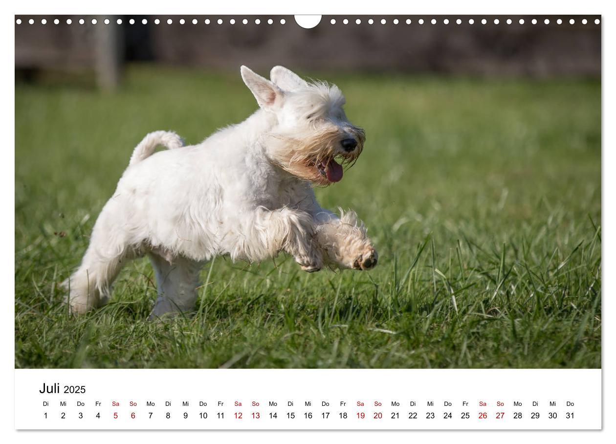 Bild: 9783435424535 | Schnauzer... von Zwergen und Riesen 2025 (Wandkalender 2025 DIN A3...